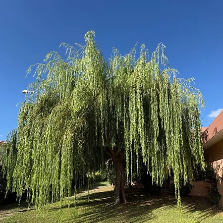 Bilocali Residenza Mediterranea Apartman Cannigione